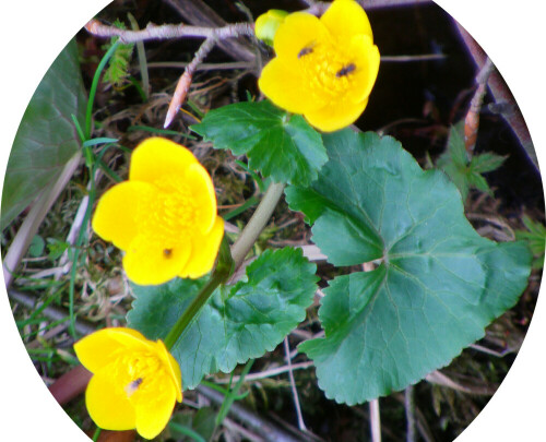 Sumpfdotterblumen bevorzugen feuchte Standorte sowie Nähe zum Wasser.
http://de.wikipedia.org/wiki/Sumpfdotterblume

Aufnameort: Simmersbach südöstlich des Friedhofes
Kamera: Medion Digitaler Full-HD-Camcorder mit Touchscreen Medion Life