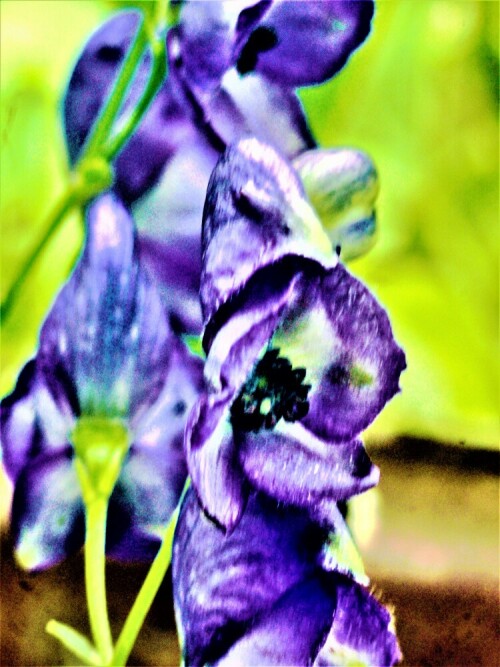 Der Blaue Eisenhut gehört zur Familie der Hahnenfußgewächse(Ranunculaceae).
Er findet als Zier- und Arzneipflanze Verwendung. 2 Gramm seiner Wurzel reichen aus, einen Menschen zu töten.
In Deutschland steht er unter Naturschutz!
https://de.wikipedia.org/wiki/Blauer_Eisenhut

Aufnameort: Eiershausen Garten
Kamera: Canon EOS 1300D