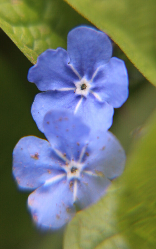 bluten-des-fruhlings-nabelnuss-16694.jpeg