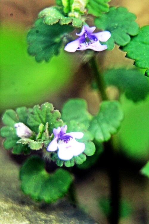 Der Gundermann gehört zu den Lippenblütlern(Lamiaceae).
Der Gundermann kommt in großen Regionen Europas vor.
https://de.wikipedia.org/wiki/Gundermann


Aufnameort: Eiershausen Garten
Kamera: Canon EOS 1300D