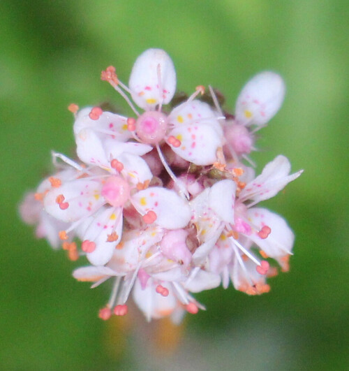 bluten-des-porzellanblumchens-saxifraga-x-urbium-17369.jpeg