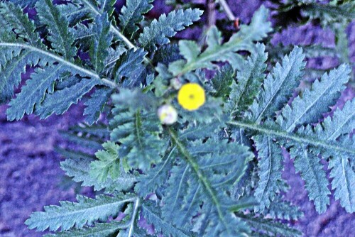 bluten-des-rainfarns-tanacetum-vulgare-l-21553.jpeg