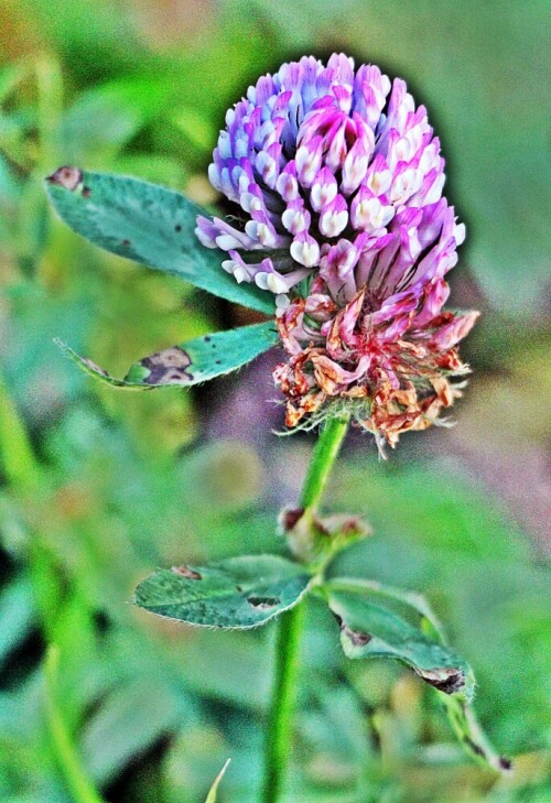 bluten-des-wiesenklees-trifolium-pratense-l-19787.jpeg