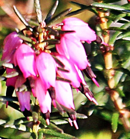 Die Besenheide gilt als prägende Pflanze in einer Heidelandschaft.
https://de.wikipedia.org/wiki/Besenheide

Aufnameort: Eiershausen Vorgarten(Blumenrabatte An der Lei)
Kamera: Canon EOS 1300D