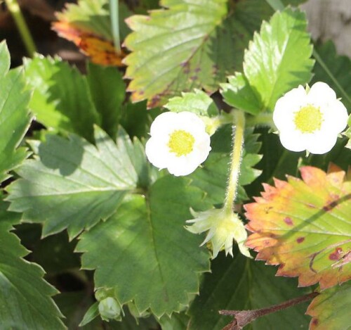 Befruchtete Blüten wachsen zu Erdbeeren aus.
https://de.wikipedia.org/wiki/Gartenerdbeere

Aufnameort: Eiershausen Garten
Kamera: Canon EOS 700D