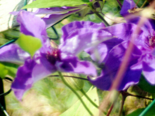 Waldreben gehören zu den Hahnenfußgewächsen(Ranunculaceae).
https://de.wikipedia.org/wiki/Waldreben

Aufnameort: Eiershausen Vorgarten
Kamera: Canon EOS 1300D