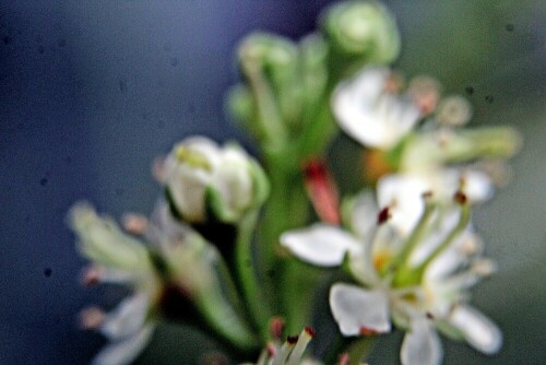 Die Lorbeerkirsche oder Kirschlorbeer gehört zu den Rosengewächsen(Rosaceae). Sie stammt aus Kleinasien.
Sie wird als frostharter Zierstrauch in Parkanlagen oder Gärten genutzt, die eine Frucht ähnlich einer kleinen Kirsche tragen. Die Lorbeerkirsche wurde 2013 als Giftpflanze des Jahres gewählt.
https://de.wikipedia.org/wiki/Lorbeerkirsche

Aufnameort: Eiershausen Straßenrabatte
Kamera: Canon EOS 1300D