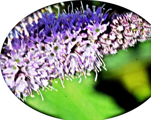 Die Pfefferminze gehört zu den Minzen(Mentha) und wird als Heil- wie
Gewürzpflanze genutzt.
https://de.wikipedia.org/wiki/Pfefferminze

Aufnameort: Eiershausen Garten
Kamera: Canon EOS 1300D