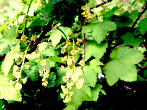 Rote Johannisbeeren gehören zur Familie der Stachelbeergewächsen
(Grossulariaceae).
https://de.wikipedia.org/wiki/Rote_Johannisbeere

Aufnameort: Eiershausen Garten
Kamera: Medion Camcorder