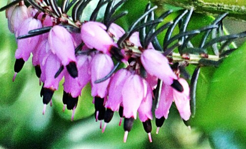 Die Besenheide ist die alleinige Art der Pflanzengattung Calluna, die zu den Heidekrautgewächsen(Ericaceae) gehört.
https://de.wikipedia.org/wiki/Besenheide

Aufnameort: Eiershausen Straßenrabatte
Kamera: Canon EOS 1300D