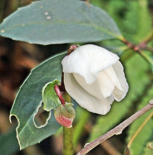 Die "Schneerose" gehört zu den Hahnenfußgewächsen.
https://de.wikipedia.org/wiki/Schneerose

Aufnameort: Eiershausen Garten
Kamera: Canon EOS 1300D