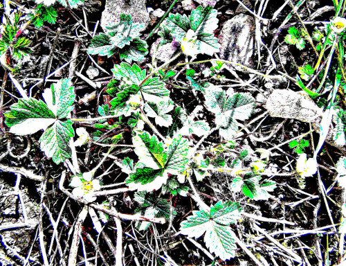 Die Walderdbeere gehört zur Familie der Rosengewächse(Rosaceae).
https://de.wikipedia.org/wiki/Wald-Erdbeere

Aufnameort: Eiershausen Garten
Kamera: Medion Camcorder