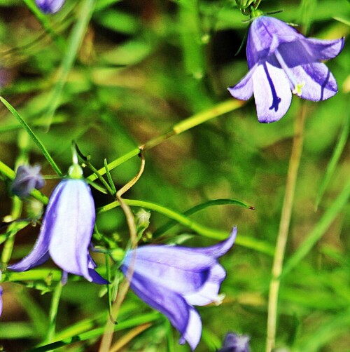 bluten-einer-wiesenglockenblume-campanula-patula-l-19385.jpeg