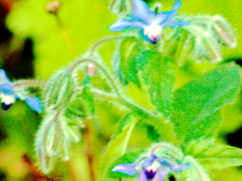 bluten-eines-borretschs-borago-officinalis-l-27113.jpeg