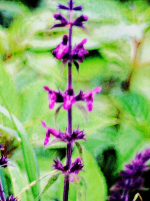 bluten-eines-wald-ziest-stachys-sylvatica-l-28740.jpeg