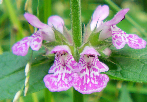 bluten-eines-waldziestes-stachys-sylvatica-l-11396.jpeg