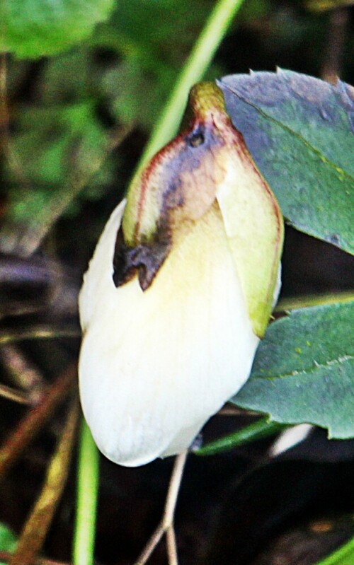 Auch die Schneerose gehört zu den Hahnenfußgewächsen(Ranunculaceae).
https://de.wikipedia.org/wiki/Schneerose

Aufnameort: Eiershausen Straßenrabatte
Kamera: Canon EOS 1300D