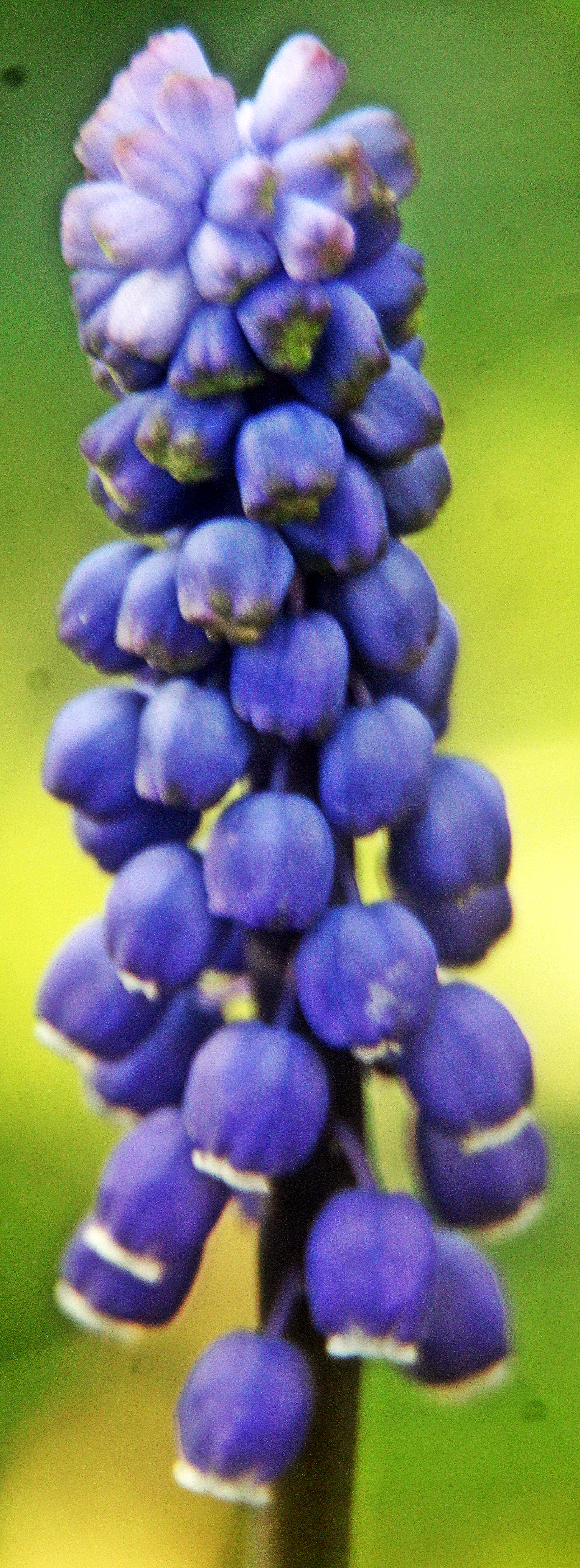 Die Weinbergs-Traubenhyazinthe gehört zur Familie der Spargelgewächse(Asparagaceae).
Ihr Verbreitungsgebiet erstreckte sich ursprünglich vom Mittelmeerraum bis nach Pakistan sowie Afghanistan. Im Süden von West- wie Mitteleuropa gilt sie als eingebürgert; in Deutschland als Archäophyt(d. h. vor Kolumbus eingewandert). 
Felsen, Weinberge sowie Weiden oder Wälder können ihren Standort bilden.
https://de.wikipedia.org/wiki/Weinbergs-Traubenhyazinthe

Aufnameort: Eiershausen Garten
Kamera: Canon EOS 1300D