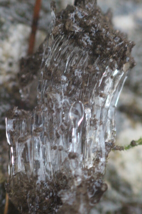 Durch Bodenfrost wird der Boden physikalisch gelockert z. B. auch durch Eisnadelbildung. Ähnlich wie die Regenwurmtätigkeit führt dies im nächsten Jahr zu einer besseren Bodengare bzw. ggf. Bodenfruchtbarkeit.
https://de.wikipedia.org/wiki/Kammeis

Aufnameort: Eiershausen Garten
Kamera: Canon EOS 700D