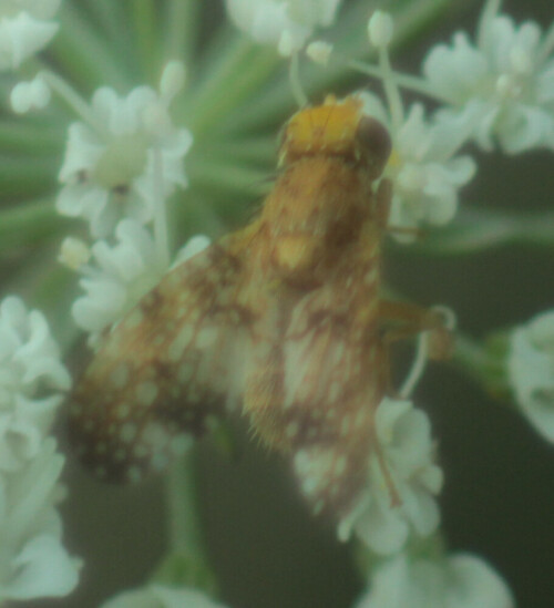 Neben den Schmuckfliege(Ulididae) weist auch die Familie der Bohrfliegen(Tephritidae) gemusterte Flügel auf.
Jene Art Fliege lässt sich etwa von Juni bis September beobachten.
Ihr Verbreitungsgebiet erstreckt sich auf Nord-, Ost- sowie Mitteleuropa. Ihre Maden bzw. Larven entwickeln sich in den Blütenköpfchen ihrer Wirtspflanzen(Wiesen-Flockenblumen(Centaurea jacea(L.)).
http://www.insektenbox.de/zweifl/acicor.htm
https://de.wikipedia.org/wiki/Wiesen-Flockenblume


Aufnameort: Eiershausen Wacholderheide
Kamera: Canon EOS 1300D