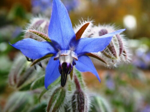 Gurkenkraut-Blüte im Kräutergarten

Aufnameort: Lichtenau Mfr.
Kamera: LG G8S Thinq