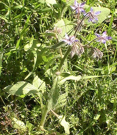 borretsch-borago-officinalis-l-13036.jpeg