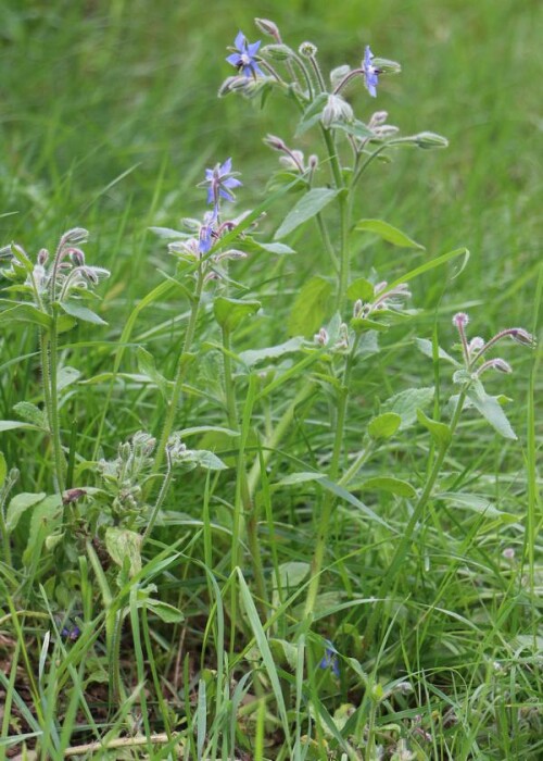 borretsch-borago-officinalis-l-14839.jpeg