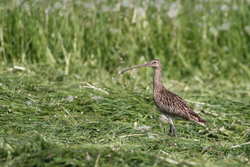 

Aufnameort: Bei Weidenbach-Triesdorf Mittelfranken
Kamera: Canon EOS400D + Canon EF 300 4.0 USM IS L