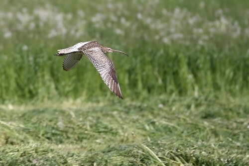 brachvogel-im-flug-3206.jpeg