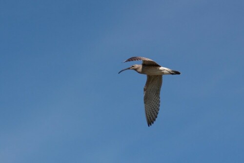 brachvogel-im-flug-6815.jpeg