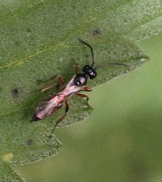 Die Larven Cheloninae parasitieren in ihrem Wirt.
https://de.wikipedia.org/wiki/Brackwespen

Aufnameort: Eiershausen Garten
Kamera: Canon EOS 700D