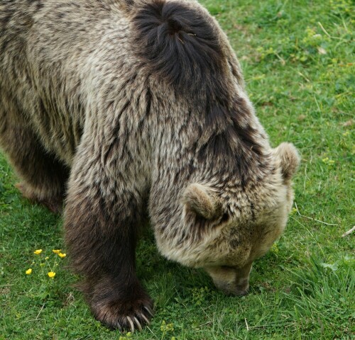 In Arosa gibt es eine Einrichtung der Tierschutzorganisation "Vier Pfoten", in der Bären aus nicht artgerechter Tierhaltung, z.B. aus Zirkus und Zoo ihren Lebensabend verbringen dürfen.
Hier im Hochgebirge finden sie einen naturnahen Lebensraum vor.

Aufnameort: Arosa Schweiz
Kamera: Sony Alpha 7/II