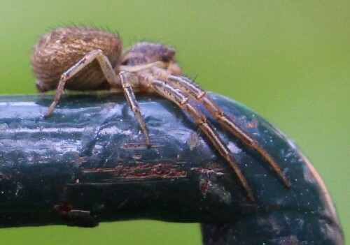 Eine bräunliche Krabbenspinne, die sich gerne auch in der Nähe von Waldrändern aufhält.
https://de.wikipedia.org/wiki/Braune_Krabbenspinne

Aufnameort: Eiershausen Garten
Kamera: Canon EOS 700D