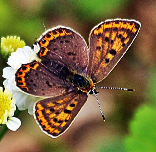 brauner-feuerfalter-lycaena-tityrus-poda-1761-19464.jpeg