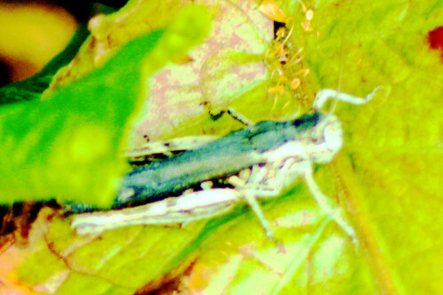 Der Braune Grashüpfer ist eine Kurzfühlerschrecke und gehört zur Familie der Feldheuschrecken(Acrididae). Sie ist in Deutschland weit verbreitet.
Jene Art hält sich gerne an warmen und trockenen Standorten auf, deren Untergrund sandig oder nahezu frei von Vegetation ist. Auch Wegränder, Kahlschläge oder Brachen werden von ihr als Aufenthaltsort angenommen.
https://de.wikipedia.org/wiki/Brauner_Grash%C3%BCpfer

Aufnameort: Eiershausen Garten
Kamera: Canon EOS 1300D