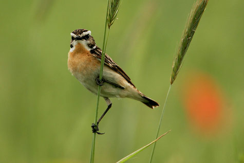 

Aufnameort: Poleski NP, Polen
Kamera: eos20D, 500mm