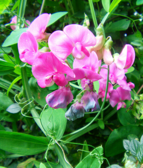 breitblattrige-platterbse-lathyrus-latifolius-l-12026.jpeg