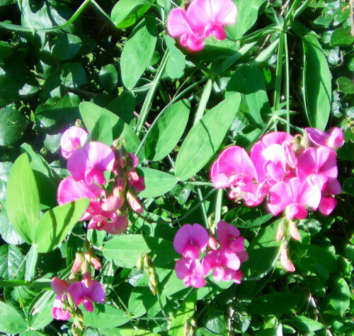 breitblattrige-platterbse-lathyrus-latifolius-l-12847.jpeg