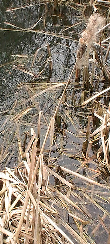 Rohrkolben sind Wasser- bzw. Sumpfpflanzen, die am Ufer von Gewässern wachsen können. Ihr Blütenstand ist einhäusig getrenntgeschlechtig. Unten wachsen weibliche Blüten(dickerer Kolbenabschnitt); oben männliche(dünnerer Kollben).
http://de.wikipedia.org/wiki/Rohrkolben

Aufnameort: Eiershausen Weiher "Am Steert" bzw. "Müller´s Hecke"
Kamera: Medion Digitaler Full-HD-Camcorder mit Touchscreen Medion Life