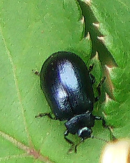 Der Blattkäfer bewohnt meist Weiden, manchmal auch Pappeln.
Ihre larvale Entwicklung erfolgt auf ihrern Wirtspflanzen.
Pro Jahr können sich zwei bis drei Generationen an Käfern entwickeln.
http://de.wikipedia.org/wiki/Breiter_Weidenblattkäfer

Aufnameort: Eiershausen Schwarzbachtal
Kamera: Medion Digitaler Full-HD-Camcorder mit Touchscreen Medion Life