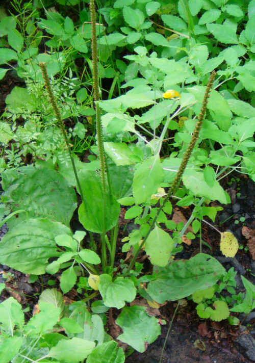 Der Breitwegerich oder große Wegerich gehört zu den Wegerichgewächsen(Platnaginaceae) und gilt als ursprünglich in Europa heimisch.
http://de.wikipedia.org/wiki/Breitwegerich

Aufnameort: Eiershausen in der Nähe der "Gisse"
Kamera: Digitaler Full-HD-Camcorder mit Touchscreen Medion Life