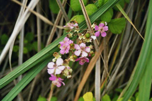 Brombeer-Blüten im vom WWF betreuten Riserva Naturale "Le Cesine" in Apulien

Aufnameort: Riserva Naturale "Le Cesine"
