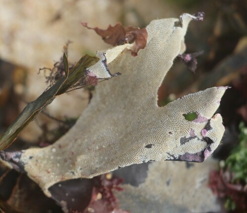 bryozoenkolonie-moostierchen-1-auf-seetang-15373.jpeg