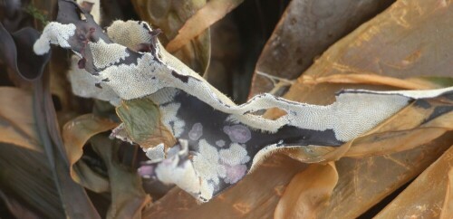 Ein hoher Bestandteil des Strandgutes bestehen aus Algen oder Seetang. Doch so, wie es auf Bäumen Epiphyten(wörtlich Aufsitzer)(Bromelien, Tilandsien u. a. ) gibt, so gibt es im Meer auch Organismen, die Algen besiedeln.
https://de.wikipedia.org/wiki/Moostierchen

Aufnameort: Nördlich von Porto(Portugal)
Kamera: Canon EOS 700D