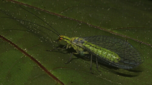 buchen-florfliege-hypochrysa-e-20701.jpeg