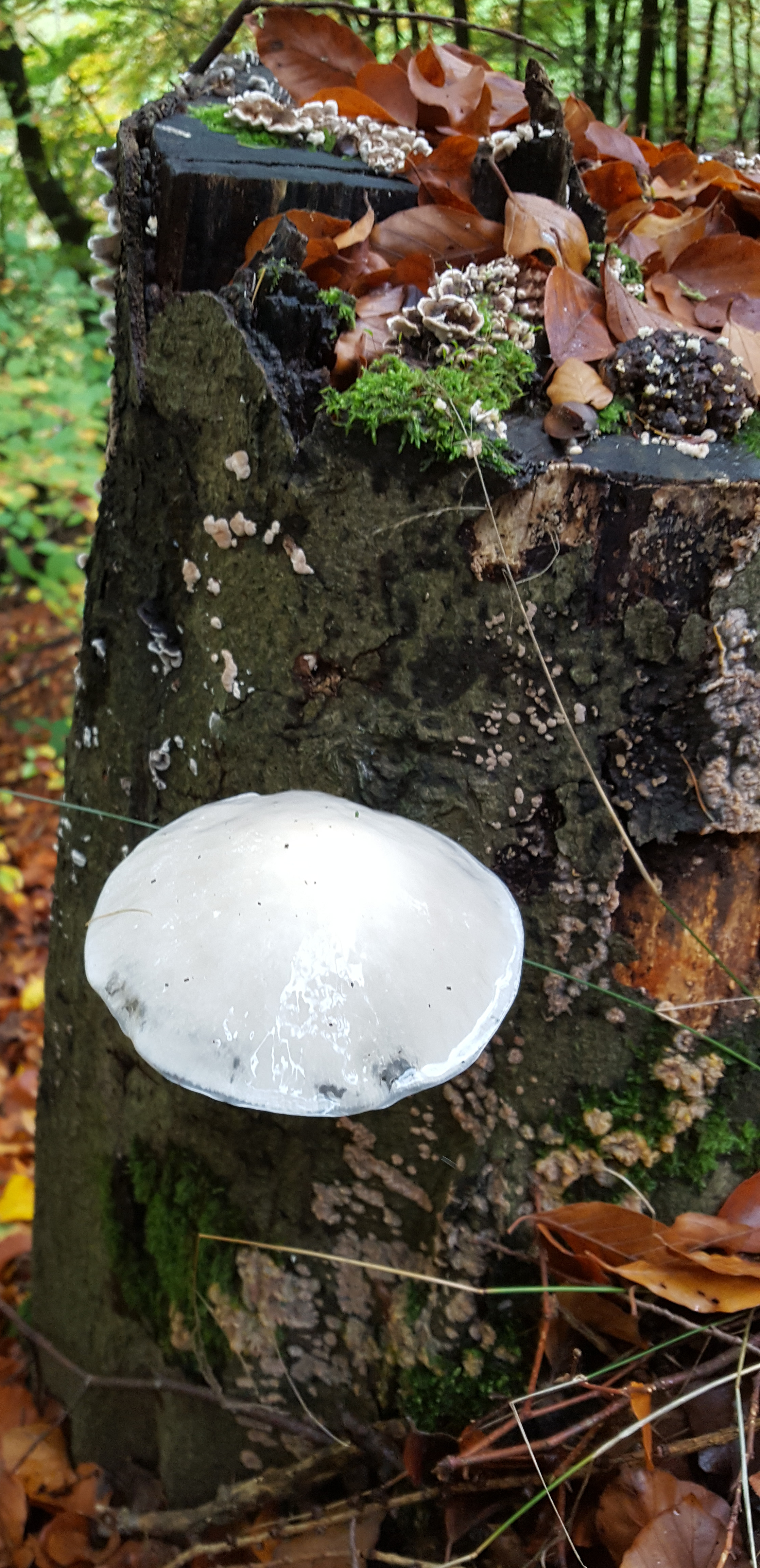 Ein saprobiontischer(das bedeutet soviel wie zersetzender) Pilz besonders an Rotbuche(Fagus sylvatica(L.))
https://de.wikipedia.org/wiki/Buchen-Schleimrübling

Aufnameort: Eiershausen nördlich des Friedhofes
Kamera: Canon EOS 1300D