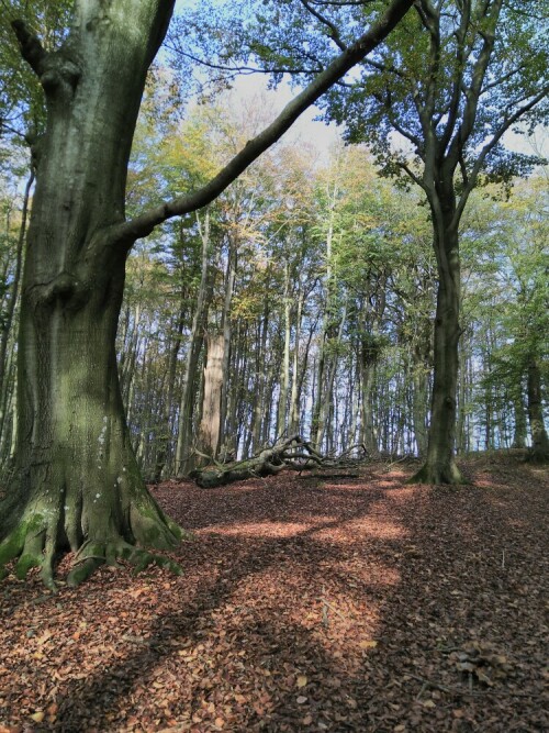 Der Buchenwald im Nationalpark Jasmund zählt zu den wenigen echten Buchen-Naturwäldern, die es in Deutschland noch gibt.

Aufnameort: Königsstuhl Rügen
Kamera: Fairphone 2