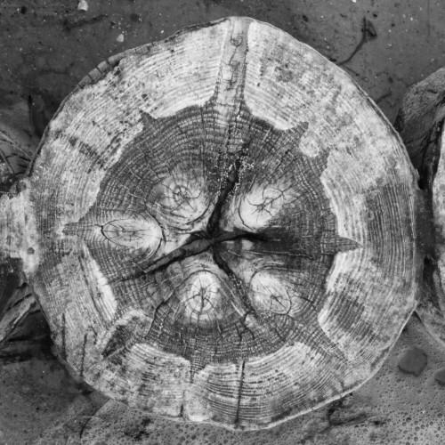 

Aufnameort: Strand bei Neuendorf, Insel Hiddensee
Kamera: Panasonic, DMC-TZ2