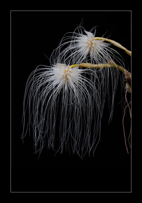 bulbophyllum-madusae-425.jpeg