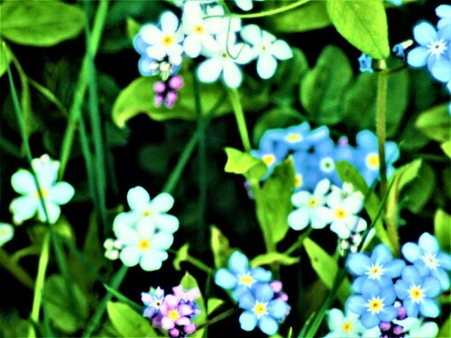 Das Bunte Vergissmeinnicht gehört zu den Raublättgewächsen(Boraginaceae).

https://de.wikipedia.org/wiki/Buntes_Vergissmeinnicht

Aufnameort: Eiershausen Garten
Kamera: Canon EOS 1300D